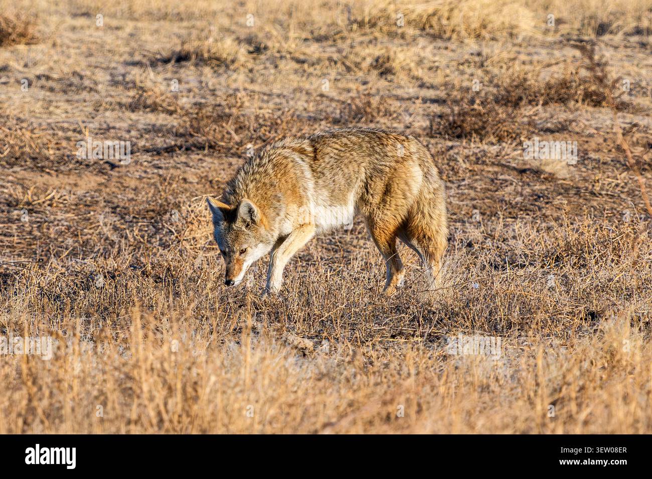 Ein Kojotentier schnüffelt am Boden, während er im Rocky Mountain Arsenal Wildlife Refuge in Colorado nach Nahrung sucht. Stockfoto
