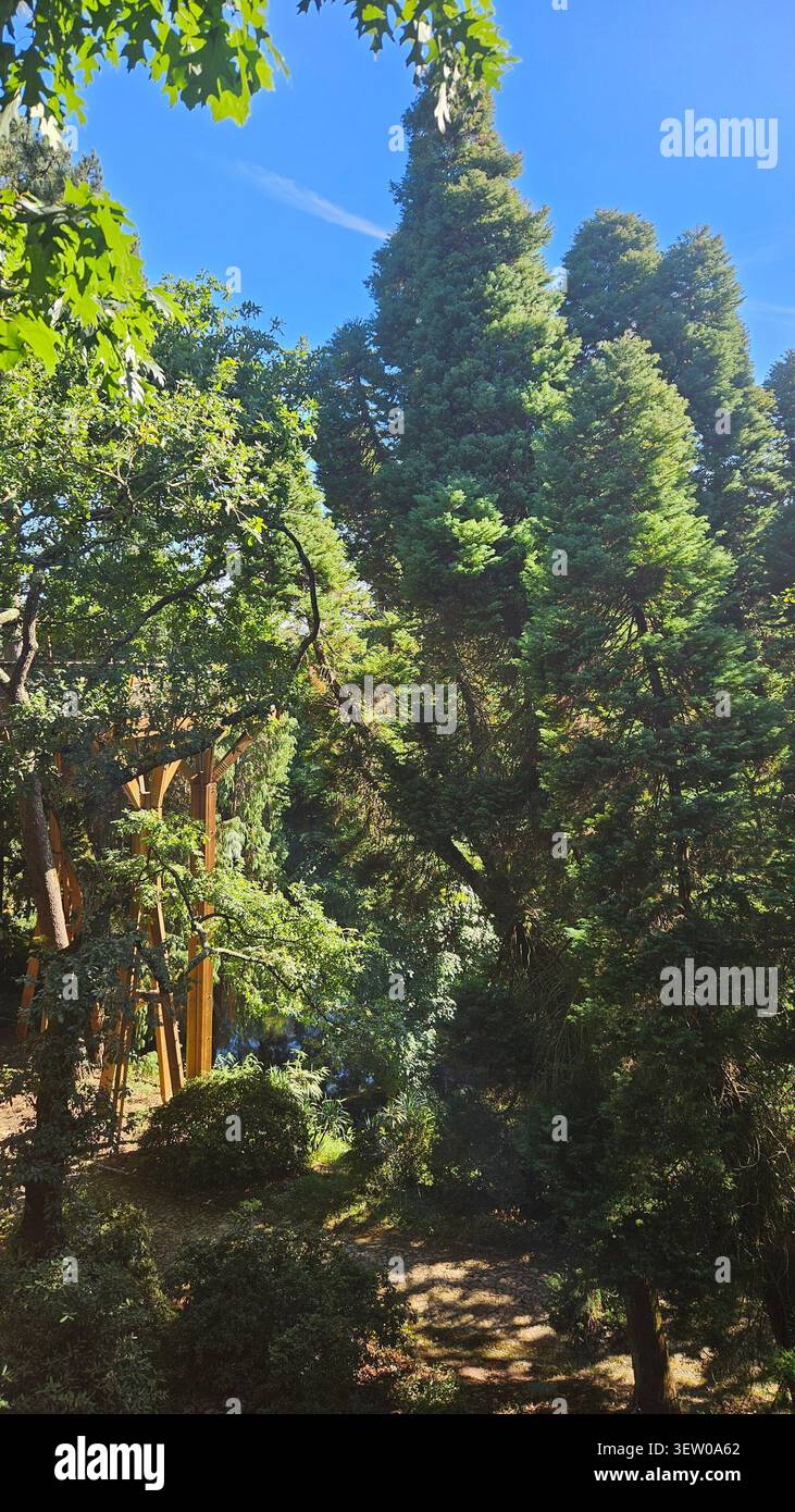 Hohe Nadelbäume vor dem blauen Himmel, Serralves Park, Porto, Portugal – üppig grüne Walddecke mit hölzernem Garten Pergola Stockfoto