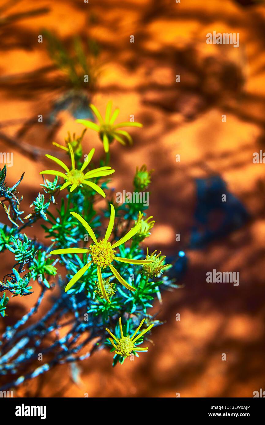 Gelbe Wildblumen auf rotem Sand mit grünem Laub im hellen Frühlingslicht Stockfoto