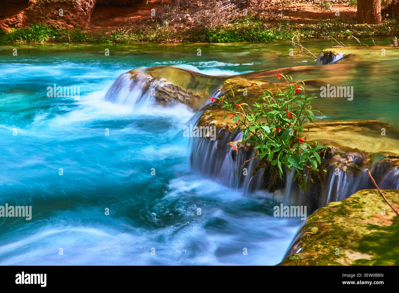 Türkisfarbener Wasserfall mit orangefarbenen Wildblumen und Red Rock im üppigen Arizona Canyon Stockfoto