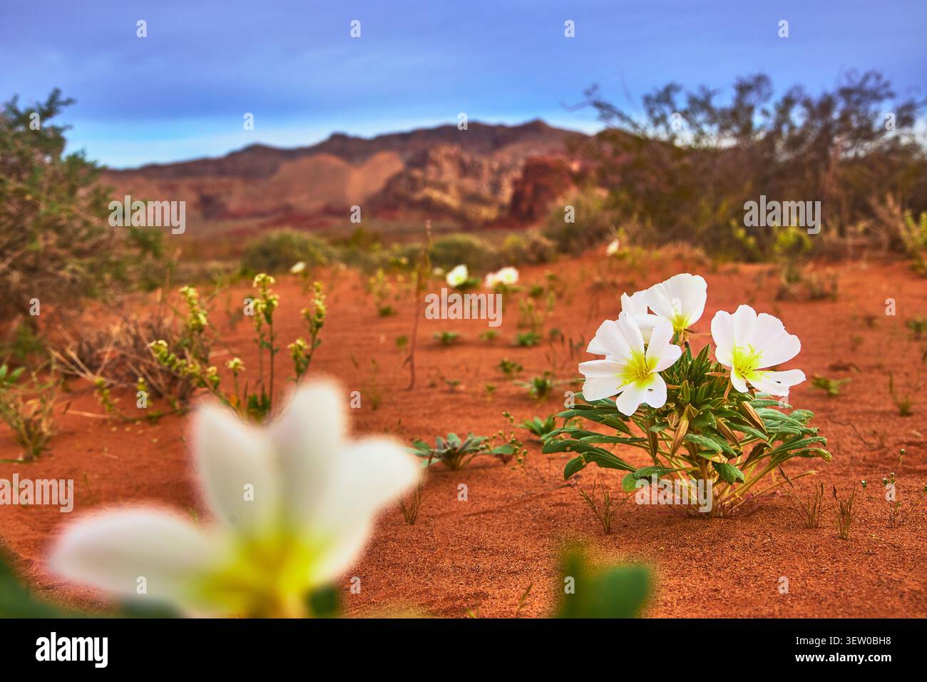 Weiße Wildblumen blühen im Red Desert Sand mit weit entfernten zerklüfteten Bergen Stockfoto