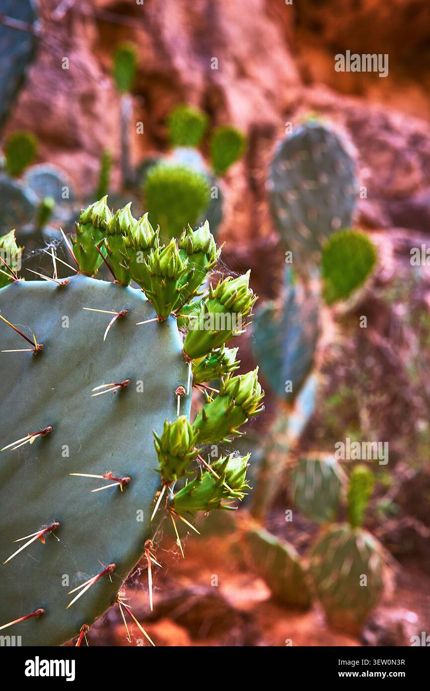 Feigenkaktus mit neuen Knospen und Wüstenhintergrund im Soft Focus Stockfoto