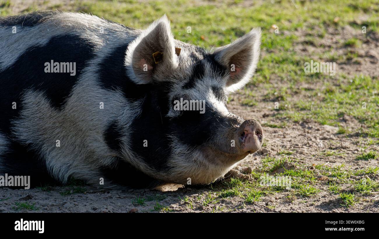 Geflecktes Schwein mit schwarz-weißem Fell, das draußen auf einem grasbewachsenen Feld liegt Stockfoto