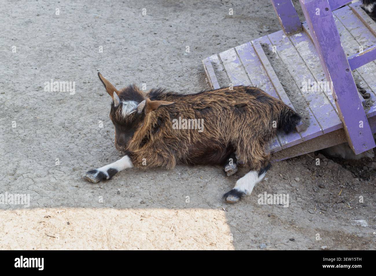 Junge Ziege, die in der Nähe einer violetten Holztreppe ruht Stockfoto