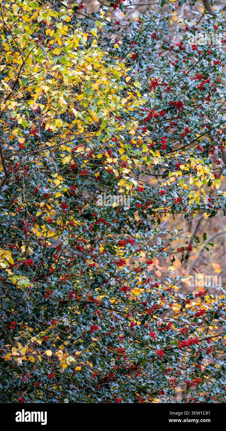 Holly Red Beeren Busch Stockfoto
