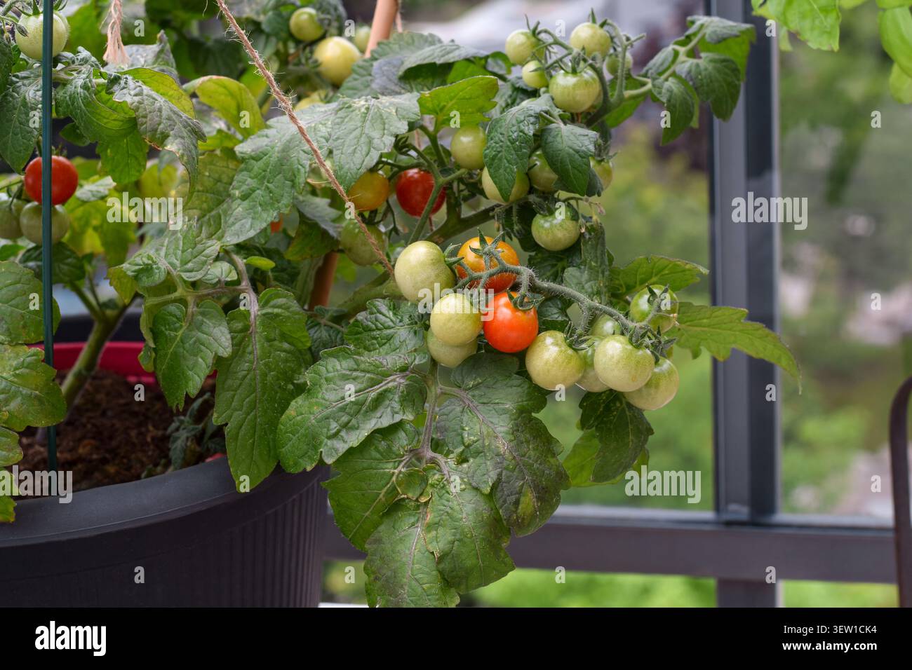 Nahaufnahme von der Seite: Kirschtomatenpflanze mit grünen und reifenden roten Früchten, die in einem schwarzen Behälter auf dem Balkon wachsen Stockfoto