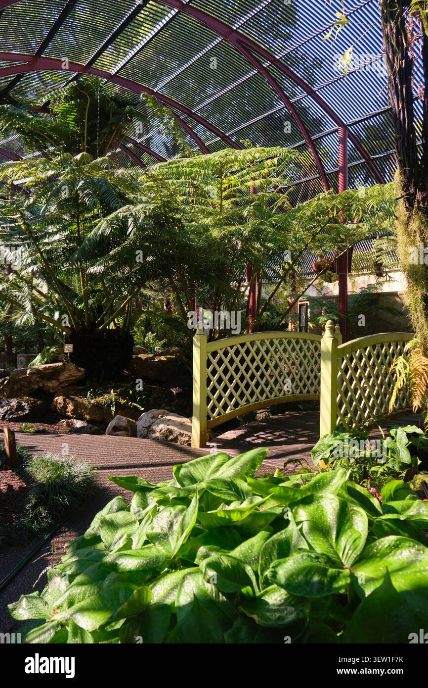 Schöne kleine Brücke und Sonnenlicht in der exotischen, tropischen Farnmeisengegend. Im Sydney Royal Botanic Garden in NSW, Australien. Stockfoto
