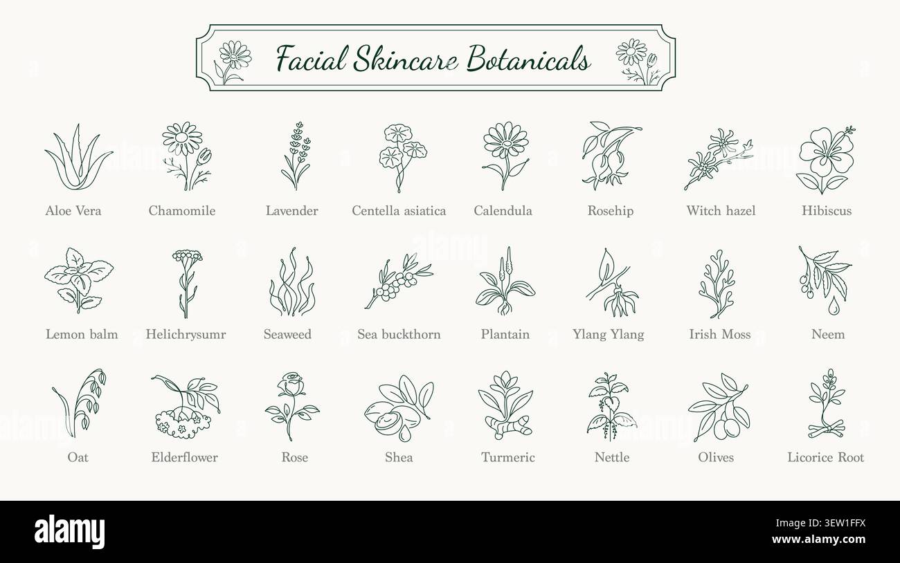 Kosmetik-Botanicals Line Art Icons Kollektion Stock Vektor