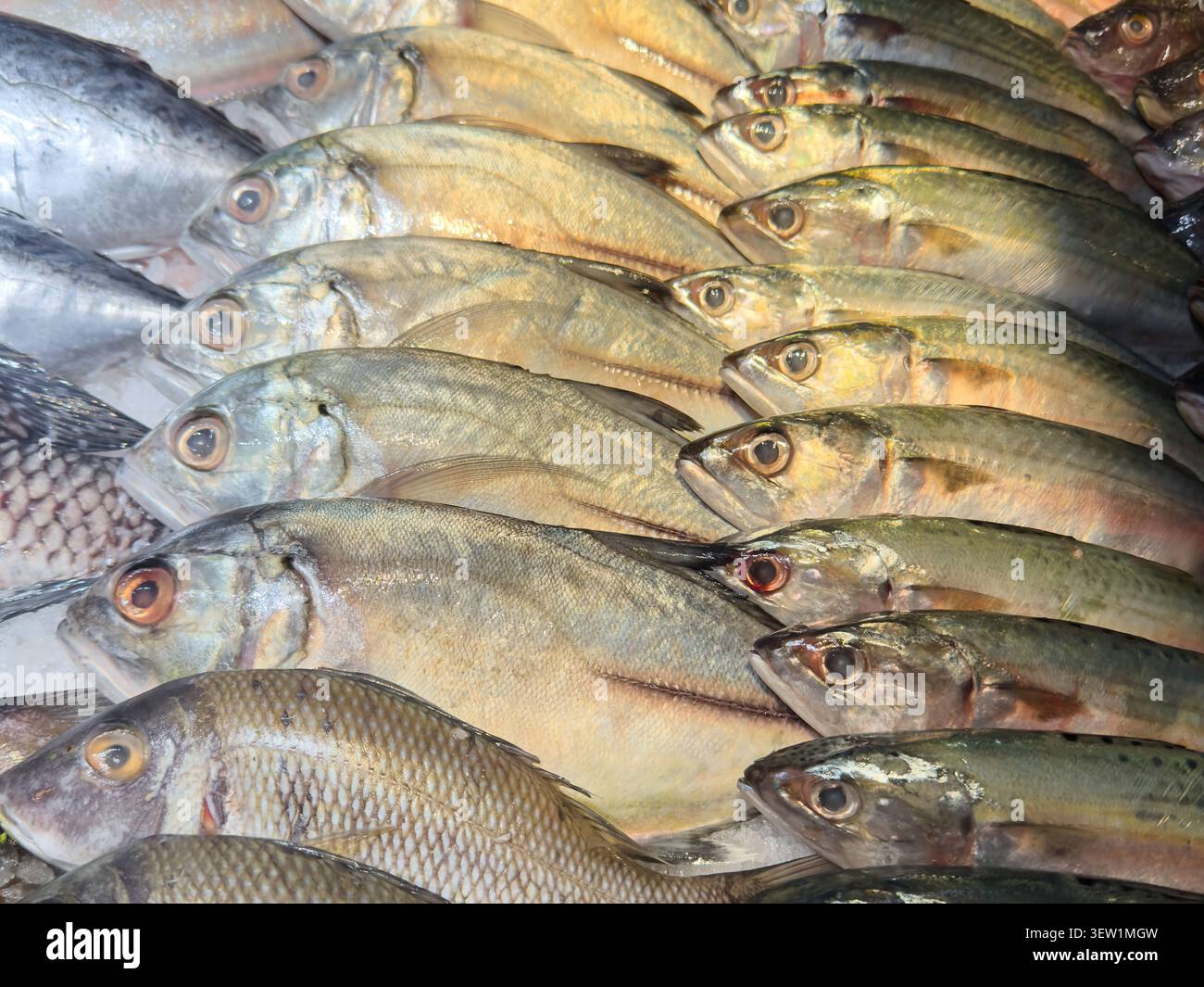 Frischer Silberfisch auf Eis, roher Fischfang mit Schuppen und Augen in Vollbild-Nahaufnahme, lokales Markthandelskonzept in weichem Fokus Stockfoto