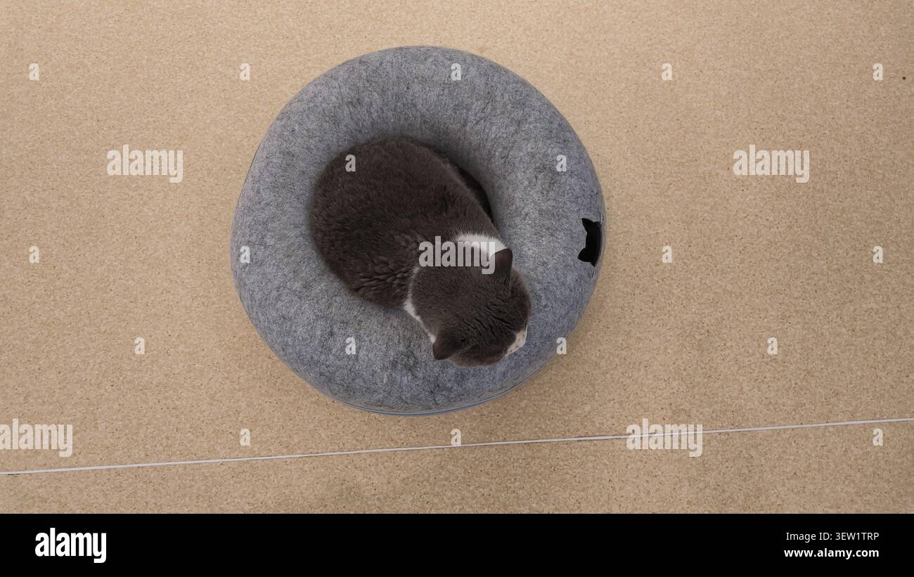Die Katze sitzt in einem runden grauen Bett auf dem Boden Stockfoto