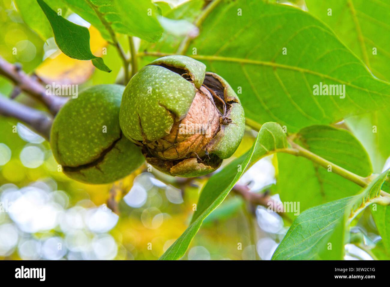 Walnüsse hängen an einem Zweig im Garten. Reifen von Walnüssen auf einem Zweig. Nahaufnahme der Muttern. Stockfoto