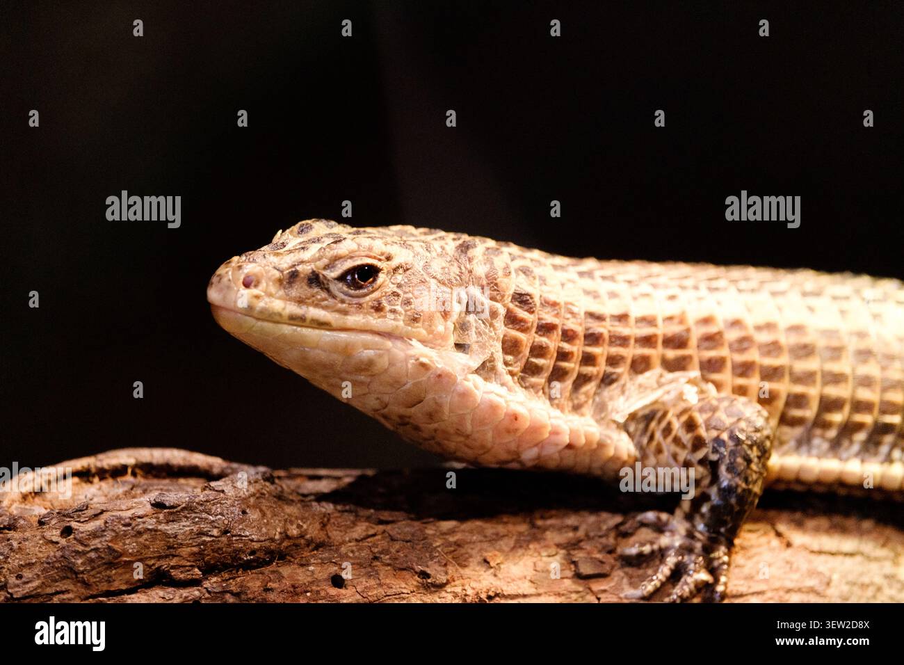 Alligatoreidechse mit detaillierten Skalen und Mustern an Körper und Kopf Stockfoto