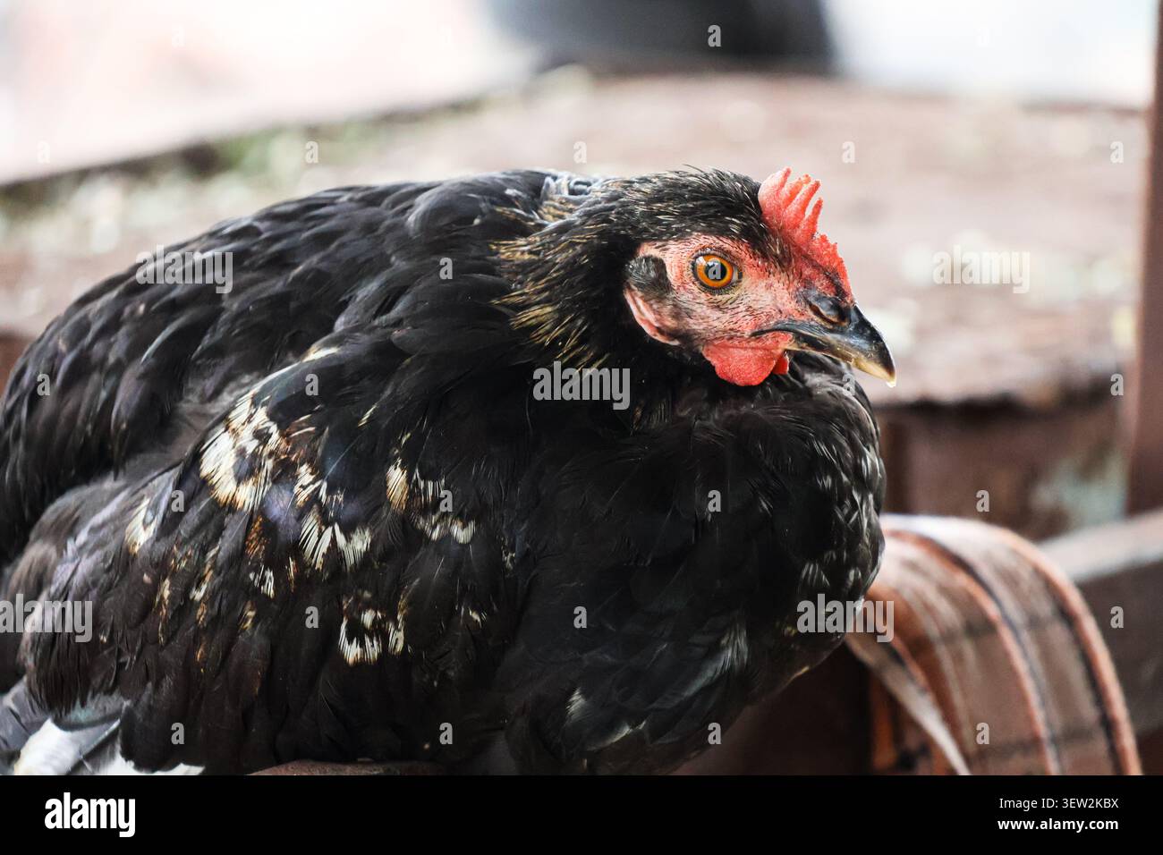 Nahaufnahme eines schwarzen Hühnchens mit leuchtend rotem Kamm. Detailliertes Porträt eines schwarzen Hühnchens mit strukturierten Federn und leuchtend orangefarbenem Auge. Stockfoto