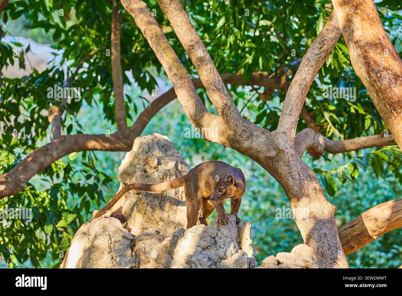 Der seltene Katzenhund Phosa, Cryptoprocta ferox, kletterte auf einen Felsbrocken im Wald von Madagaskar Stockfoto