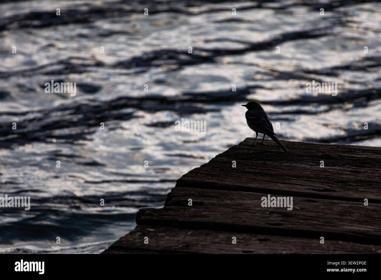 Ein kleiner Vogel steht in Silhouette auf einem verwitterten Pier neben plätscherndem Wasser in der Abenddämmerung. Die Szene fühlt sich ruhig und besinnlich an, während sich sanfte Wellen langsam bewegen Stockfoto
