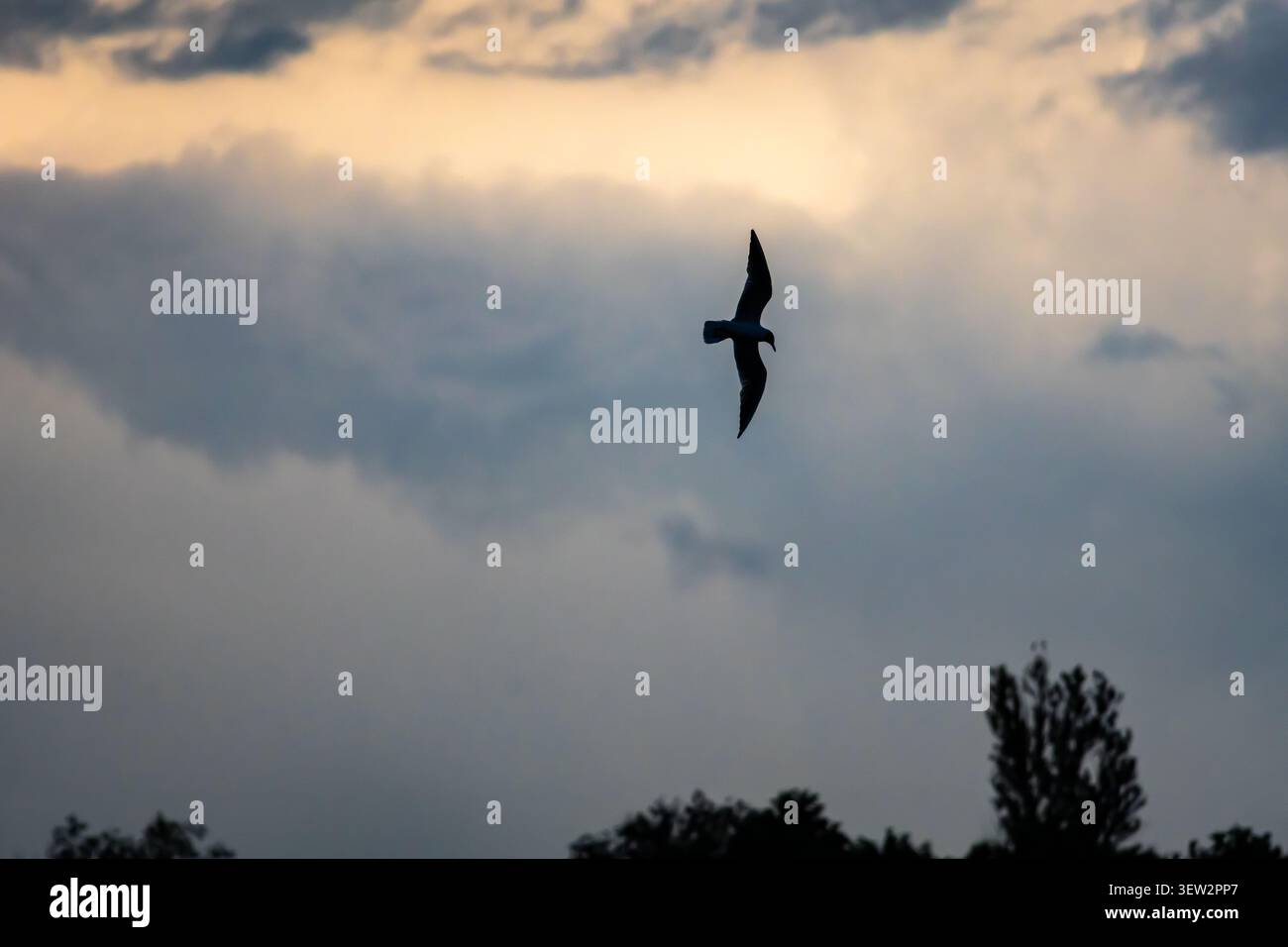 Anmutige Seevögel drehen sich mitten in der Luft gegen eine dramatische abendliche Wolkenlandschaft die schlanke Silhouette scharf und fließend, die Küstenwinde Freiheit und einen Moment weckt Stockfoto