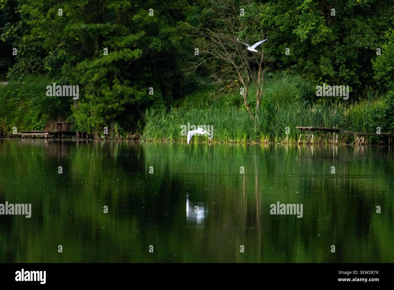 Am Reedy-Rand schweben zwei Möwen tief über spiegelndem Wasser und erheben sich neben einem schlanken Baum. Bänke und Bänke gleiten in Schatten. Das Duett der Flügel fügt r Stockfoto