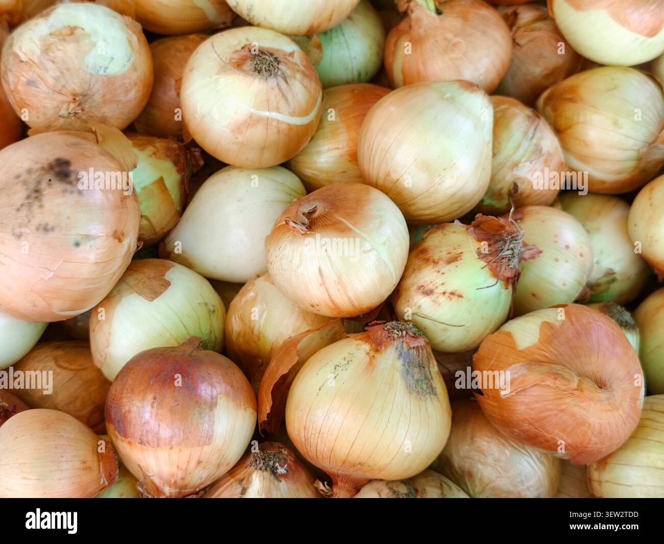 Voller Rahmen mit frischen gelben Zwiebeln Textur Hintergrund Stockfoto