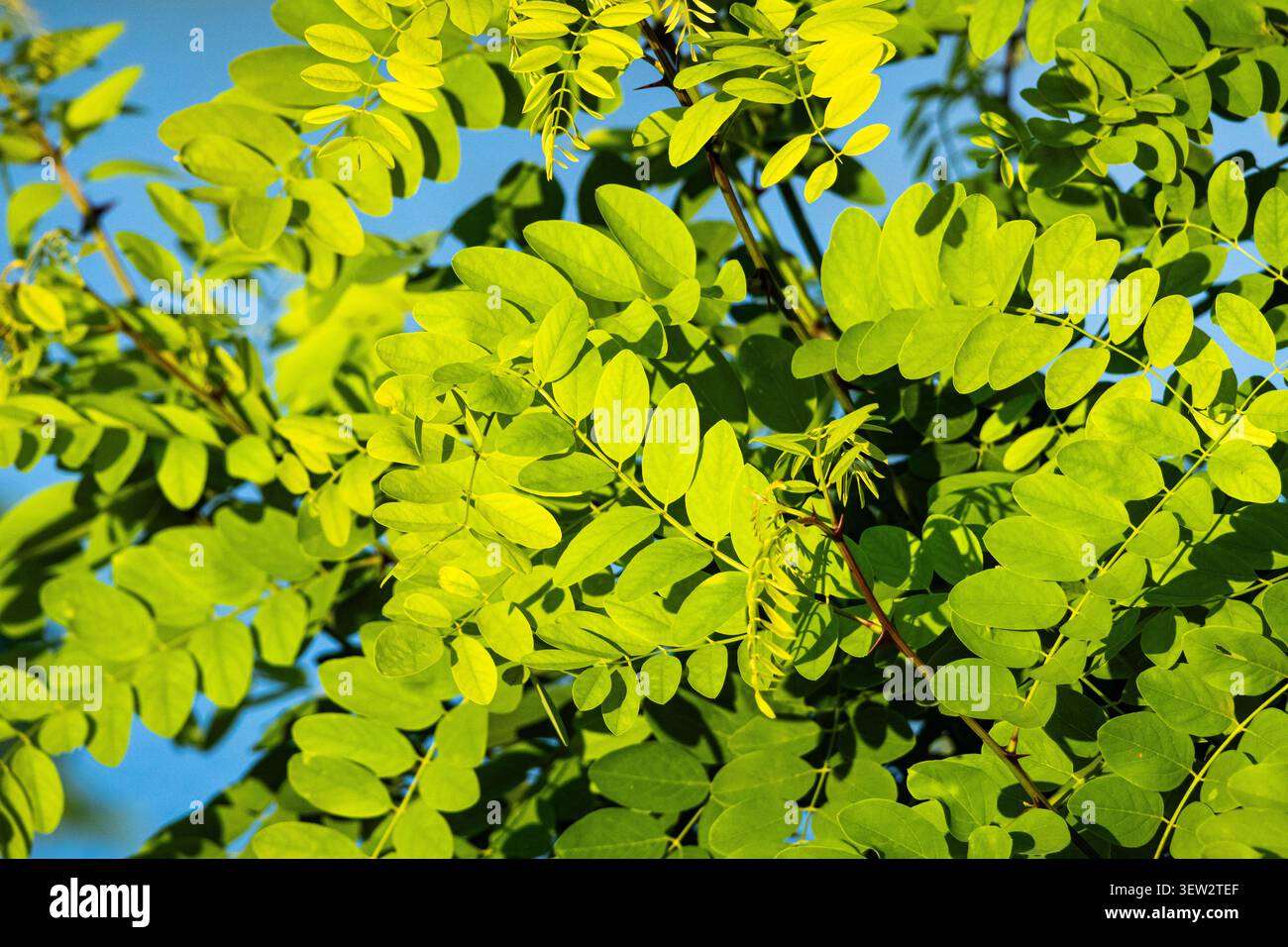 Frische grüne Blätter füllen den Rahmen vor klarem Himmel. Licht am späten Nachmittag erzeugt satte Farben und sanfte Schatten, die die Schichtstruktur o hervorheben Stockfoto