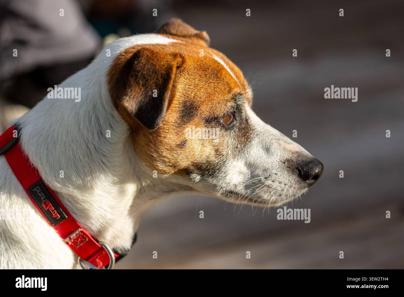 Porträt eines Jack Russell Terrier im Profil Stockfoto