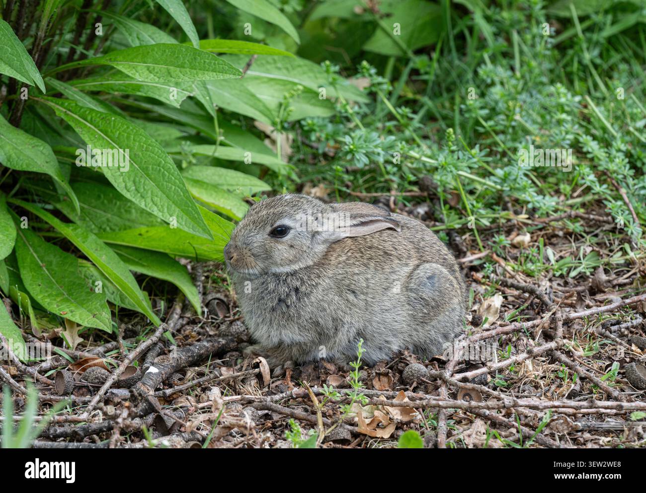 Jungkaninchen: Oryctolagus cuniculus Stockfoto