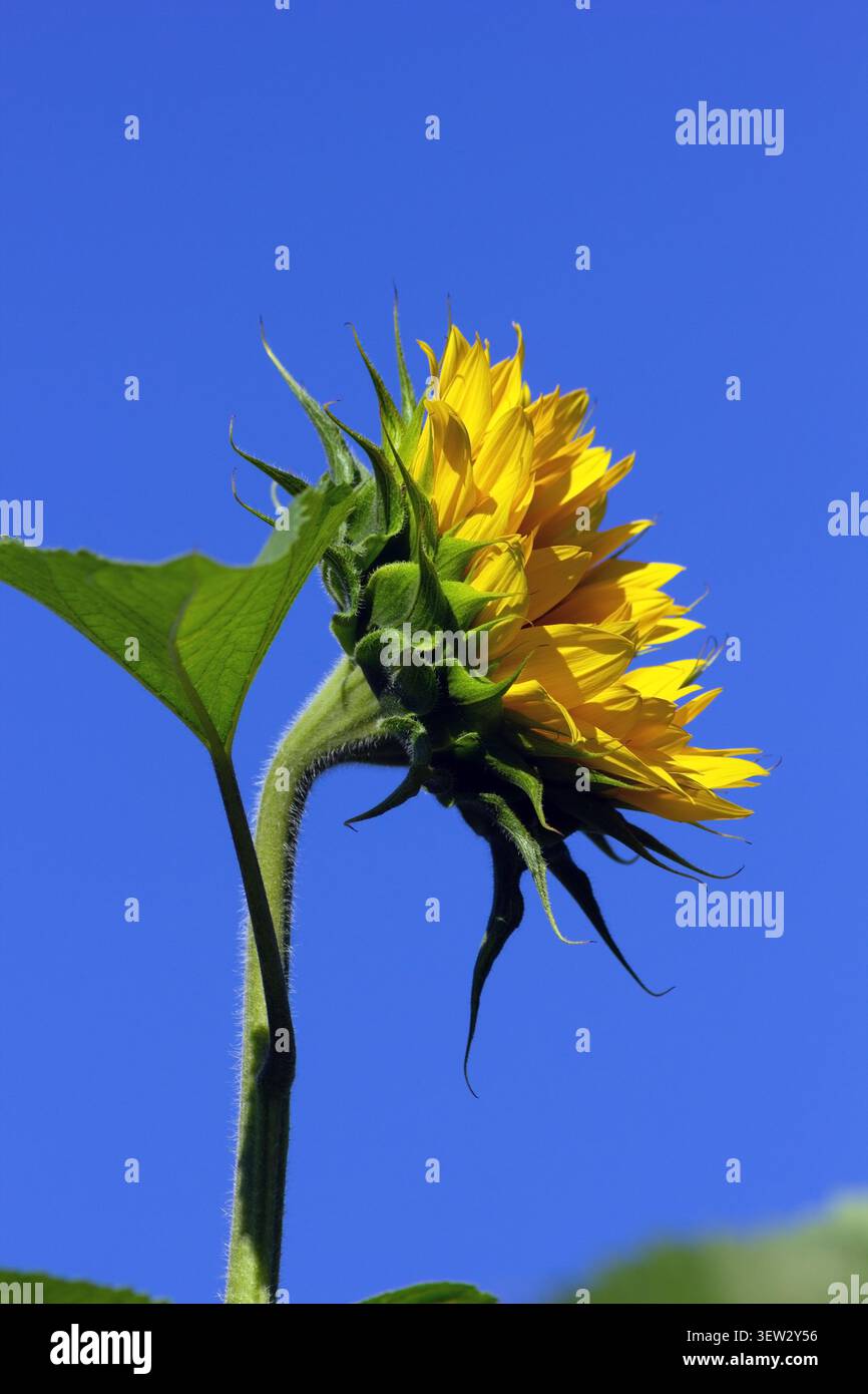 Sonnenblume gegen blauen Himmel Stockfoto