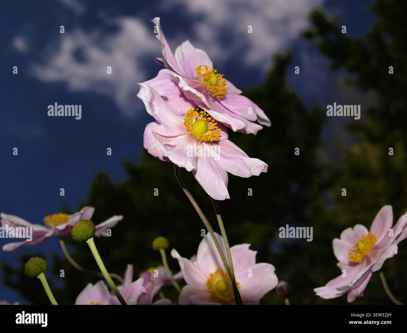 Das Wunder der Natur in ihrer Pracht gefangen in dieser japanischen Anemone Blume. Stockfoto