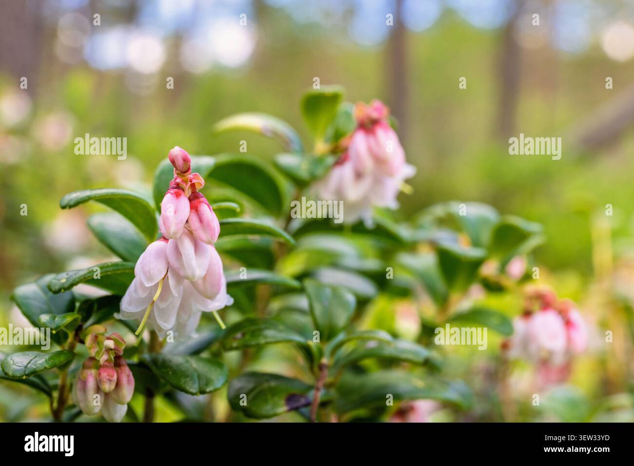 Nahaufnahme bei Lingonberry in Bloom Stockfoto