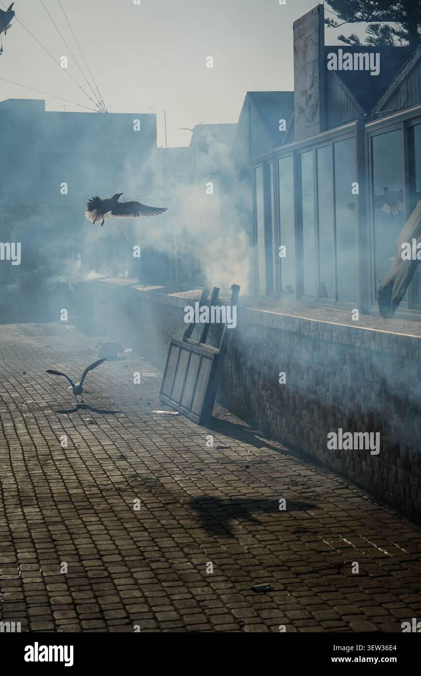 Zwei Möwen sind zu sehen, eine fliegt durch Rauch und eine andere steht auf einem Pflastersteinpflaster neben einer Betonmauer in einer städtischen Umgebung. Diese im Stockfoto