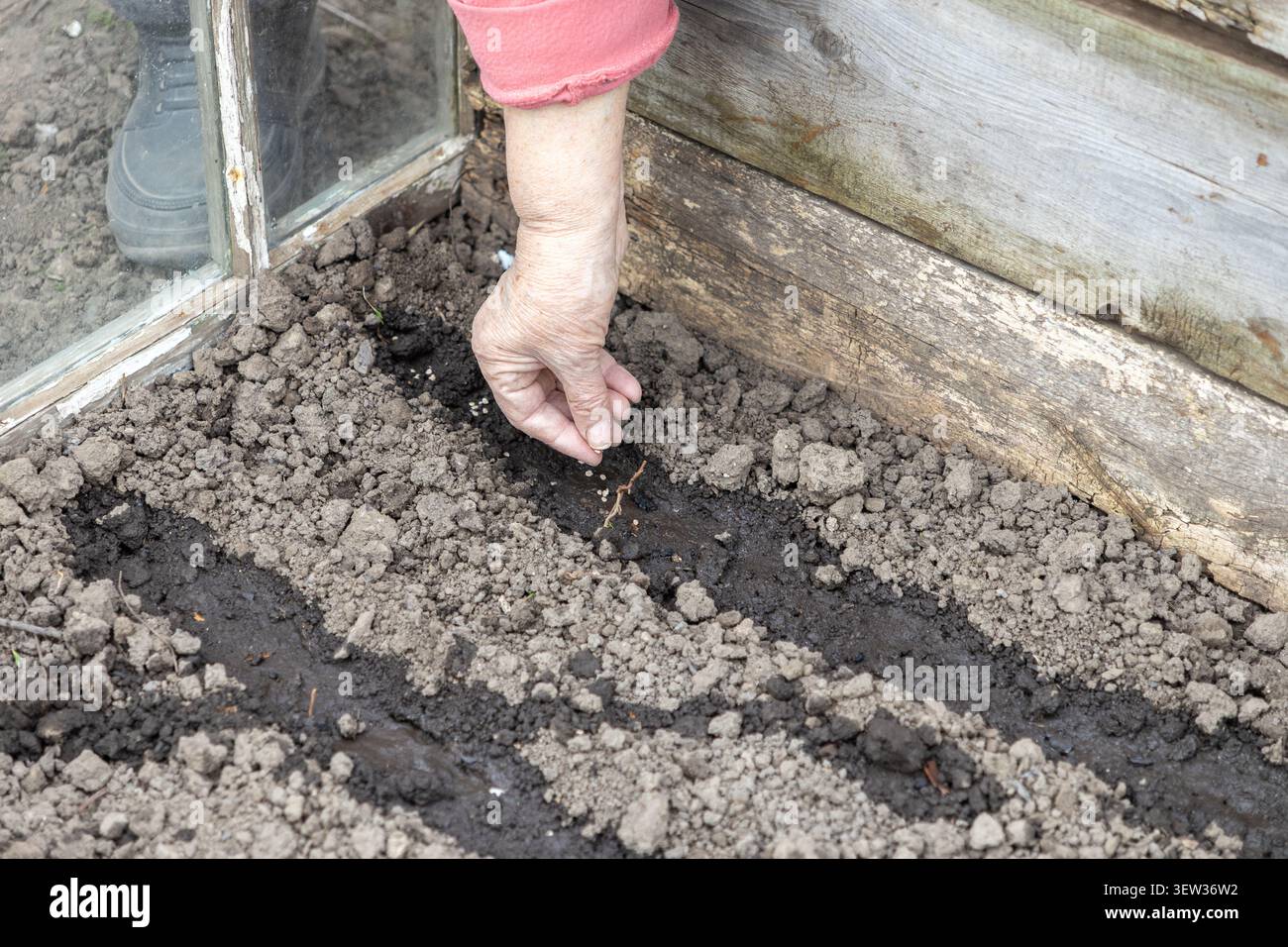 Ein älterer Mensch sät Samen in eine reiche fruchtbare Erde in einem rustikalen Holzgewächshaus, um die friedliche Verbindung zur Natur und Selbstbefriedigung hervorzuheben Stockfoto