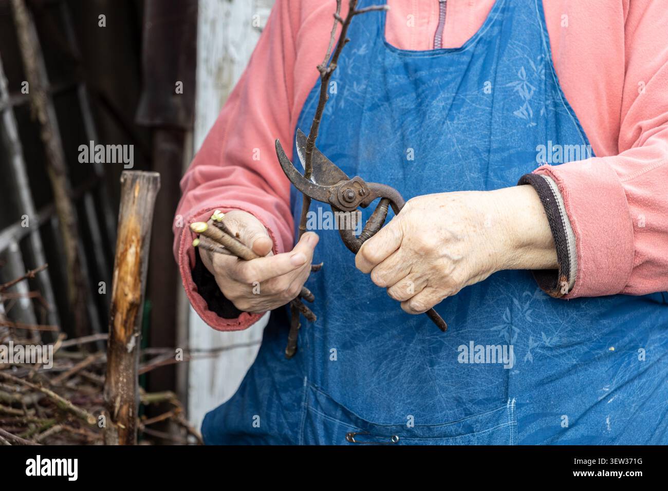 Ein reifer Mensch schneidet trockene Zweige mit professionellen Gartenwerkzeugen in einem ländlichen Außenbereich, was die Hingabe an Pflanzengesundheit und traditionelle Hor veranschaulicht Stockfoto
