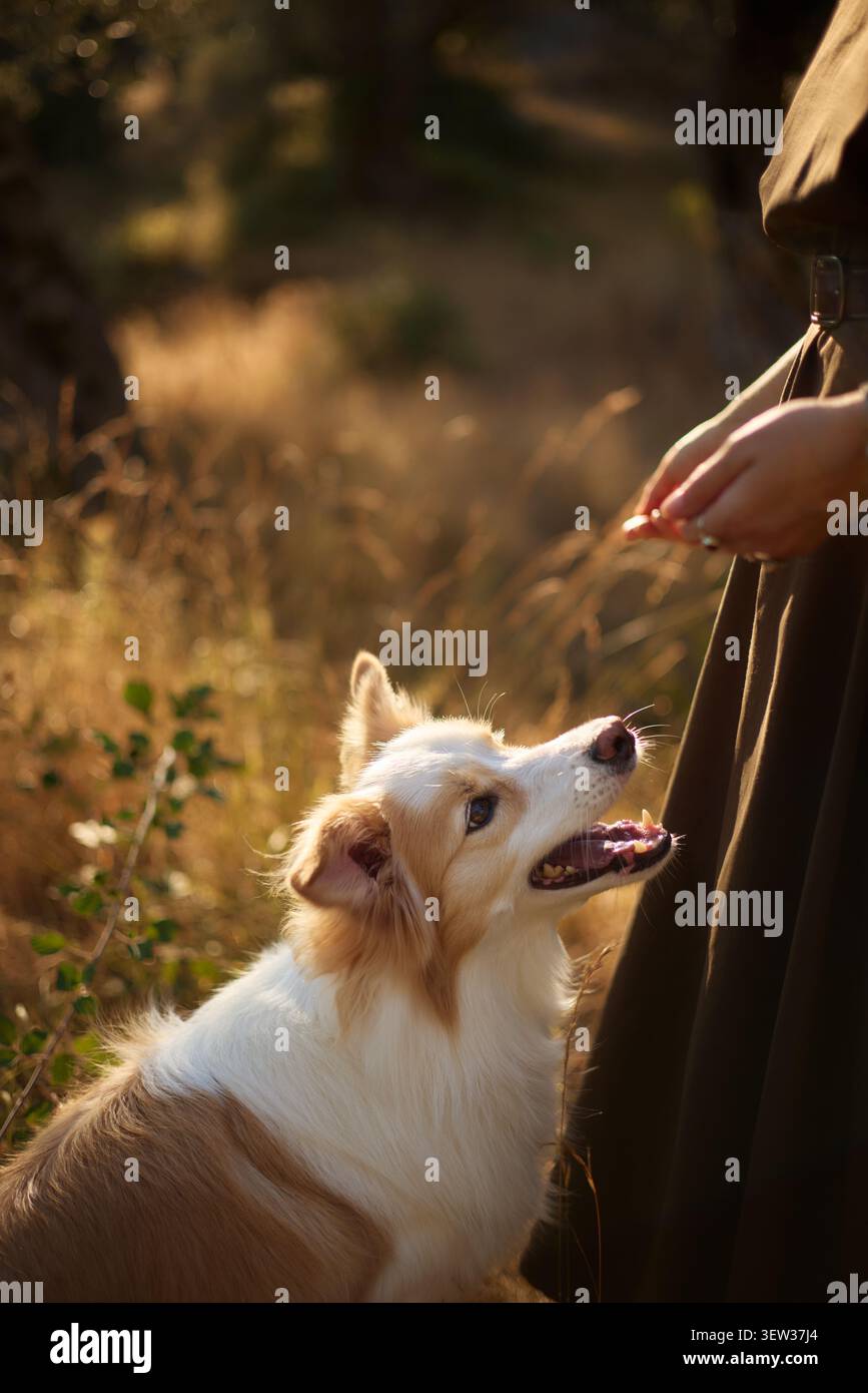 Ein Border Collie blickt auf eine Frau mit Zuneigung in goldenem Licht. Der zarte Moment wird in der Nähe von trockenem Gras mit warmen Tönen und sanften Schatten festgehalten. Stockfoto
