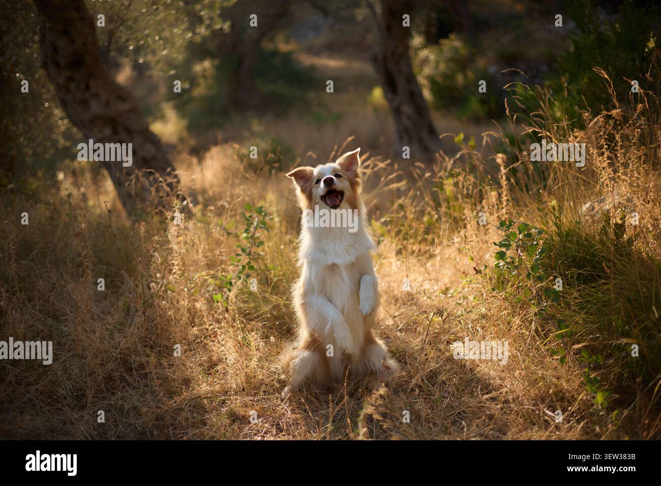 Ein Border Collie steht aufrecht in einem goldenen Gras zwischen Olivenbäumen. Das Abendlicht umgibt seine Form in der ruhigen, rustikalen Umgebung. Stockfoto