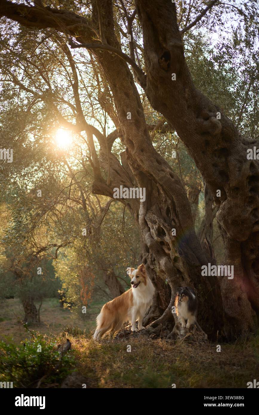 Ein Sheltie und ein Border Collie liegen am Fuße eines großen Olivenbaums, der sich in goldenem Licht sonnt. Die weichen Sonnenstrahlen filtern durch die Äste und erzeugen einen Stockfoto