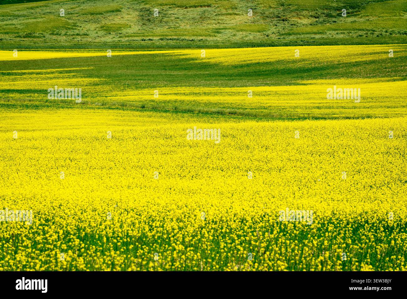 Leuchtend gelbe Rapsblüten erblühen über sanfte grüne Felder in der ländlichen Landschaft der Toskana Stockfoto