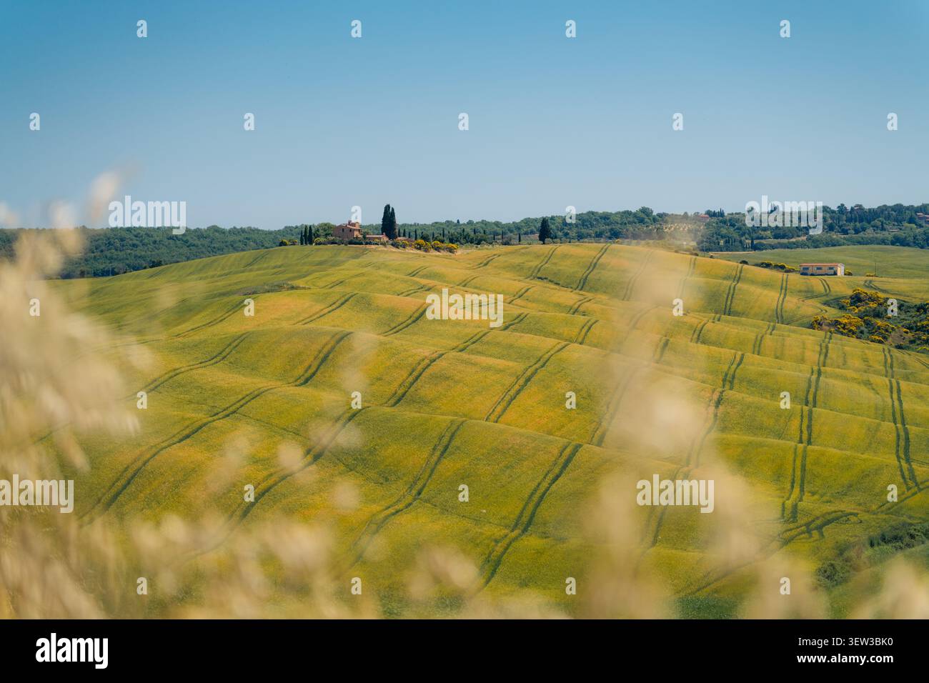 Üppige grüne Hügel der toskanischen Landschaft mit einem Bauernhaus am Horizont Stockfoto