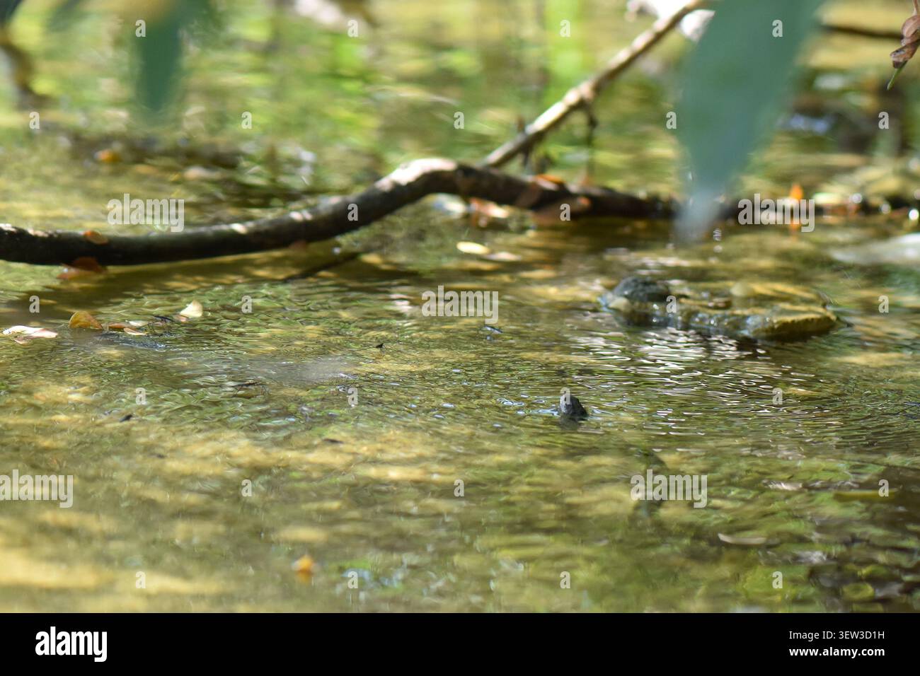 Wasserschlange schwimmt in einem See Stockfoto