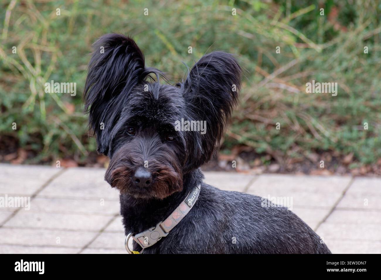 Awww Stockfoto