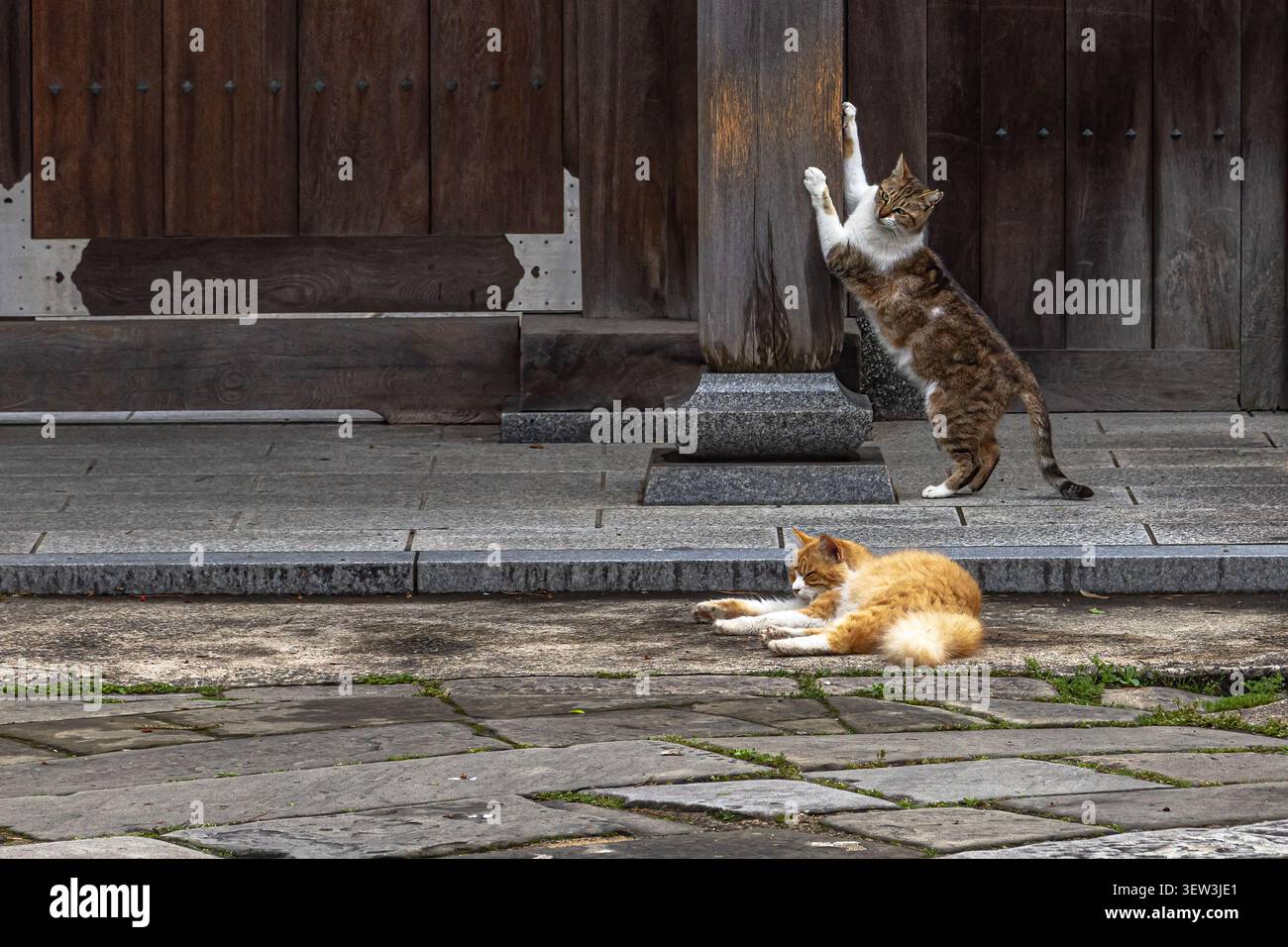 Zwei Katzen neben dem Holztor des Myogyoji-Tempels in Aioi-machi, Nagasaki, Japan. Stockfoto