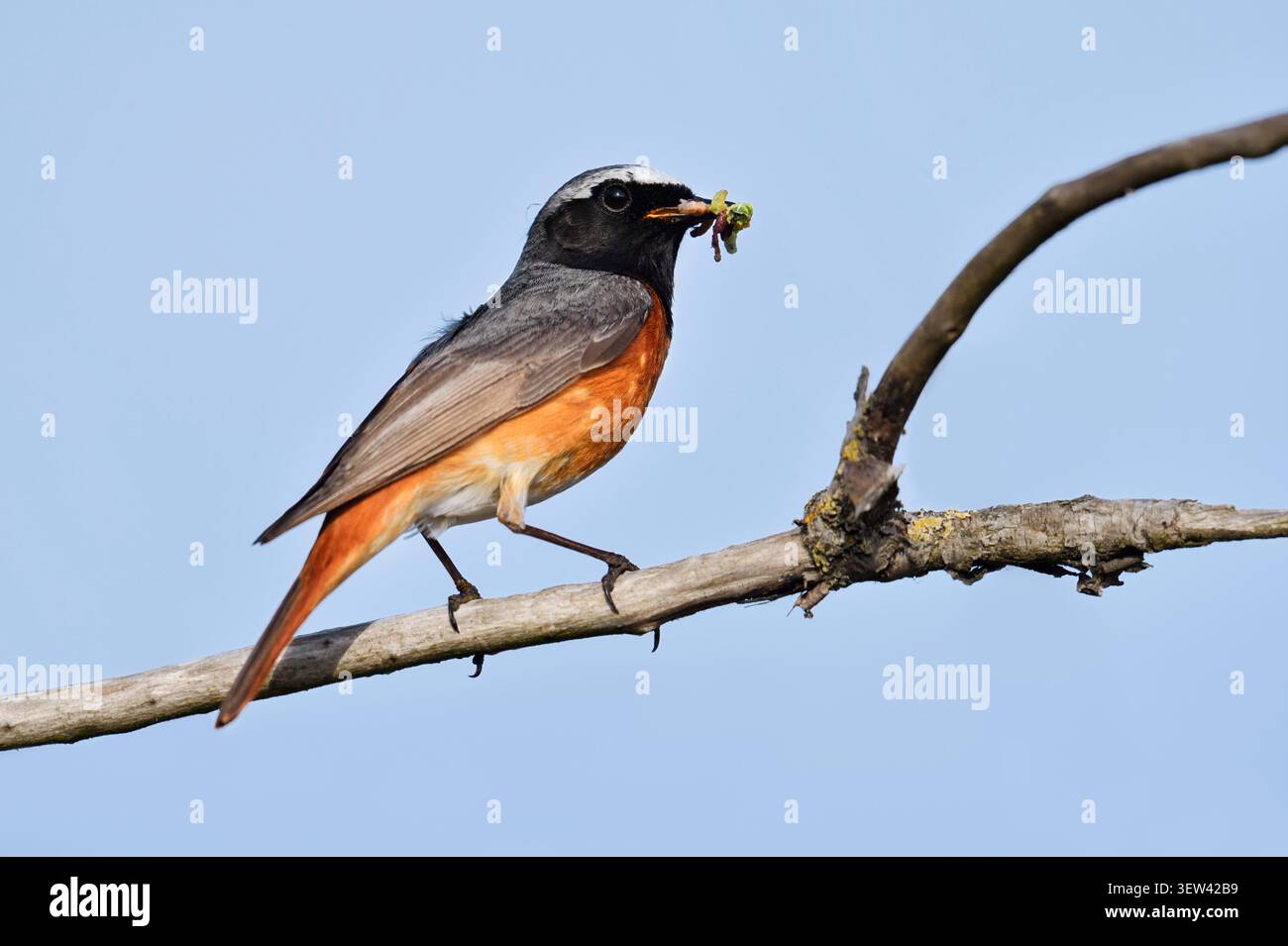 Gemeiner Rotstart (Phoenicurus phoenicurus), männlich auf einem Ast mit gefangenen Insekten im Schnabel, Nordrhein-Westfalen, Deutschland Stockfoto