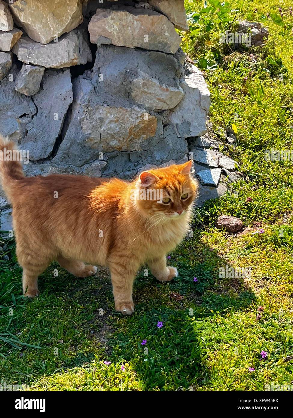 Ein bezauberndes und detailliertes Porträt mehrerer niedlicher Katzen in seiner natürlichen Umgebung, das ausdrucksstarke Merkmale und Verhalten einfängt - Smartphone-aufgenommenes Stockfoto