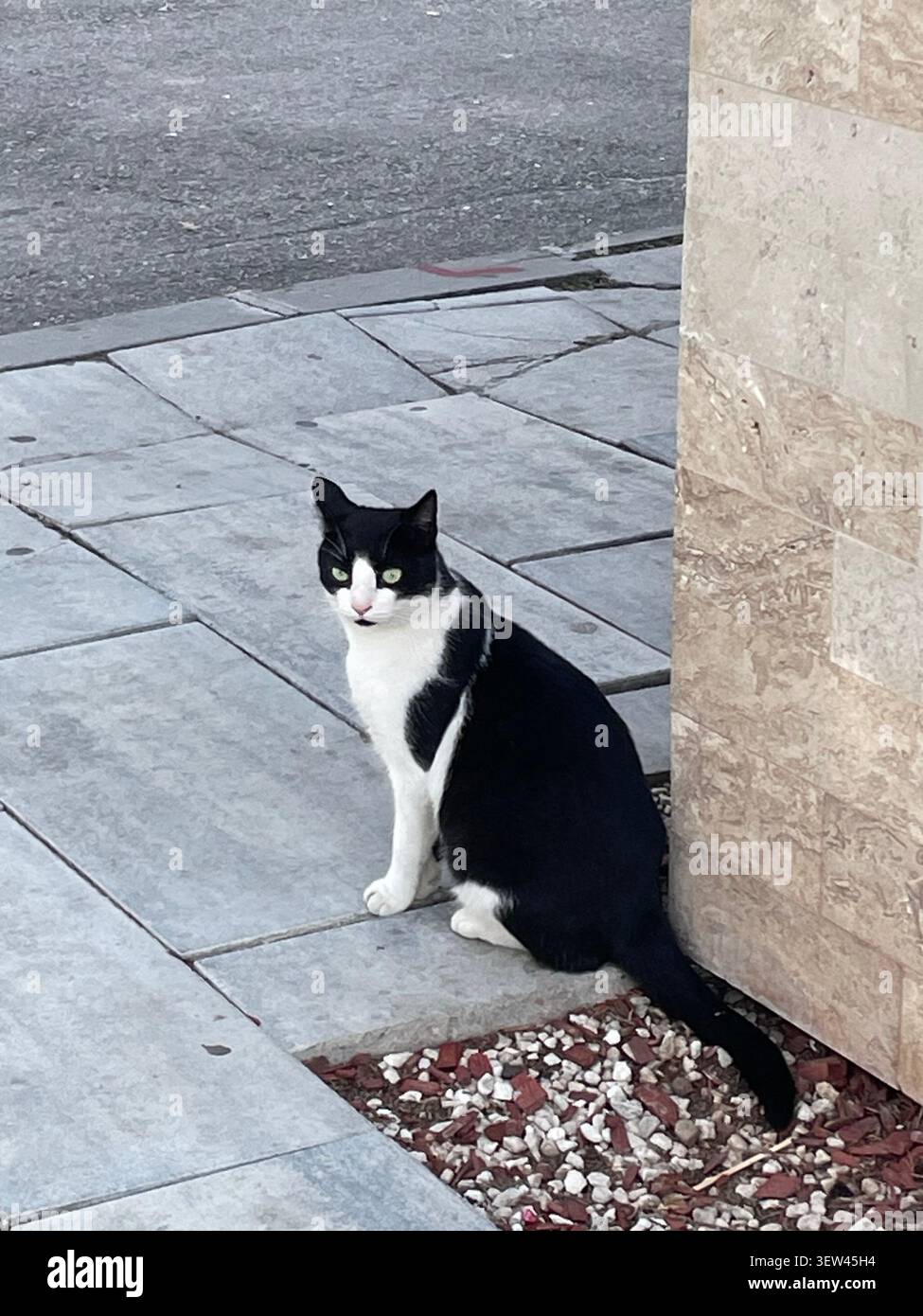 Ein bezauberndes und detailliertes Porträt mehrerer niedlicher Katzen in seiner natürlichen Umgebung, das ausdrucksstarke Merkmale und Verhalten einfängt - Smartphone-aufgenommenes Stockfoto