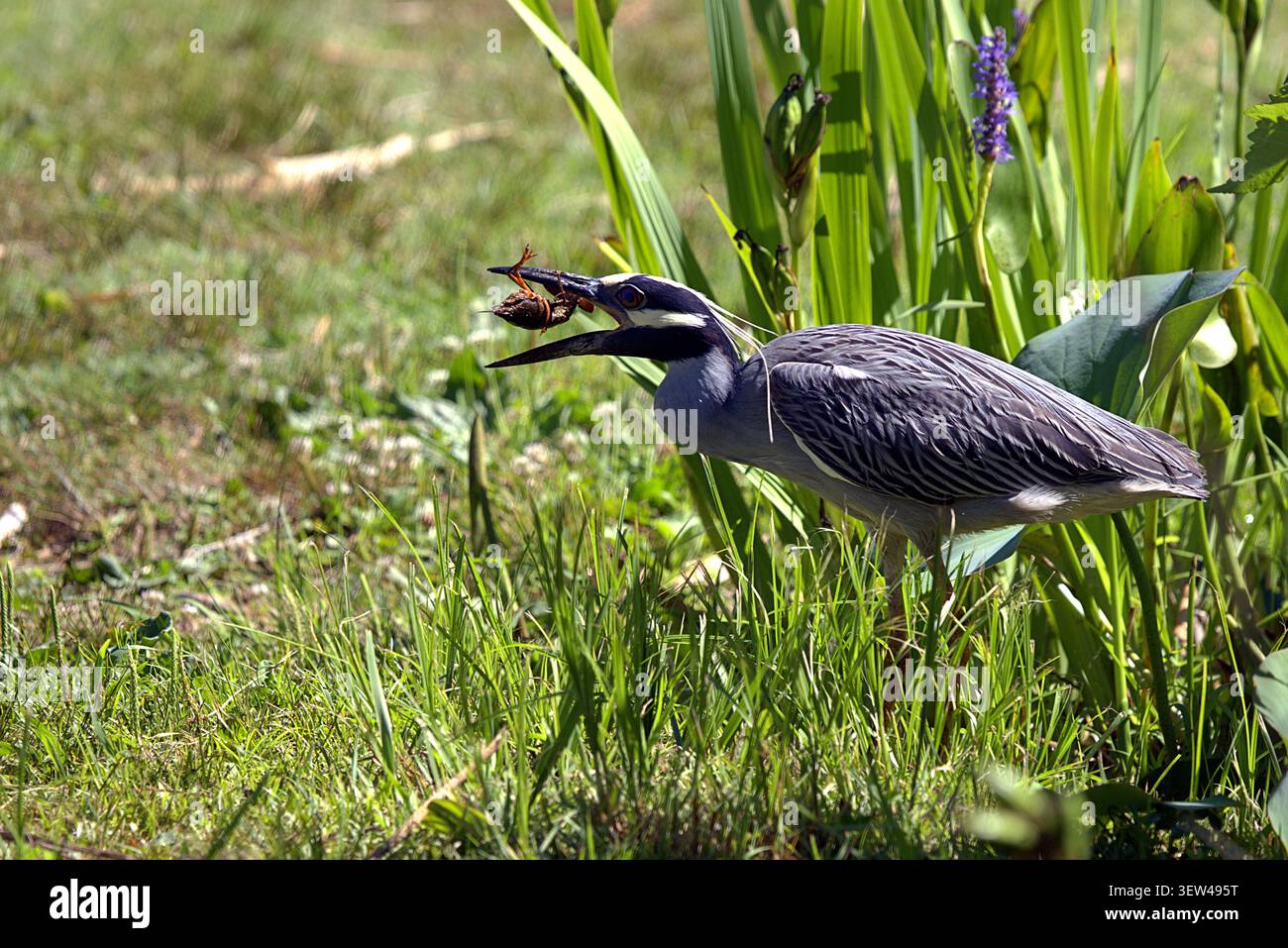 Gelbgekrönter Nachtreiher, der eine Krabbe im Sumpfgras fängt und isst. Stockfoto
