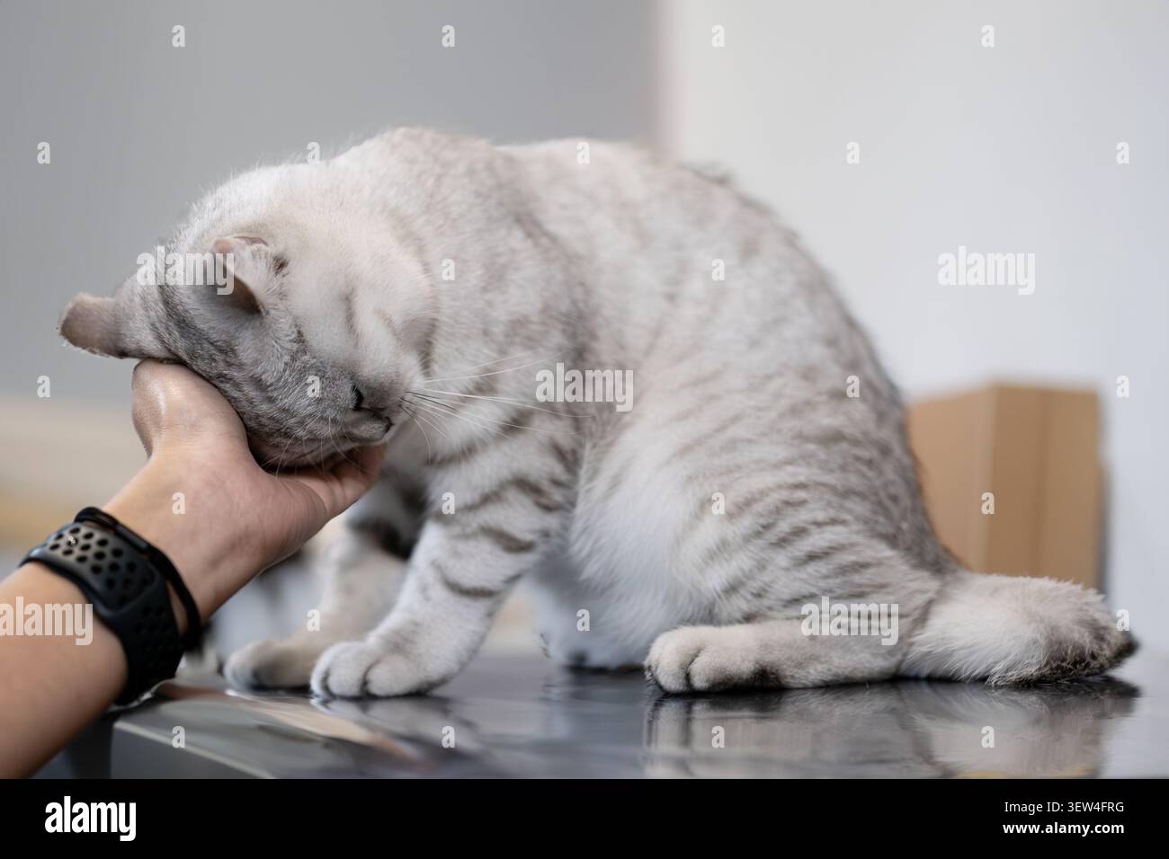 Eine silbergestreifte Britisch Kurzhaar-Katze reibt sanft ihren Kopf an einer Hand Stockfoto