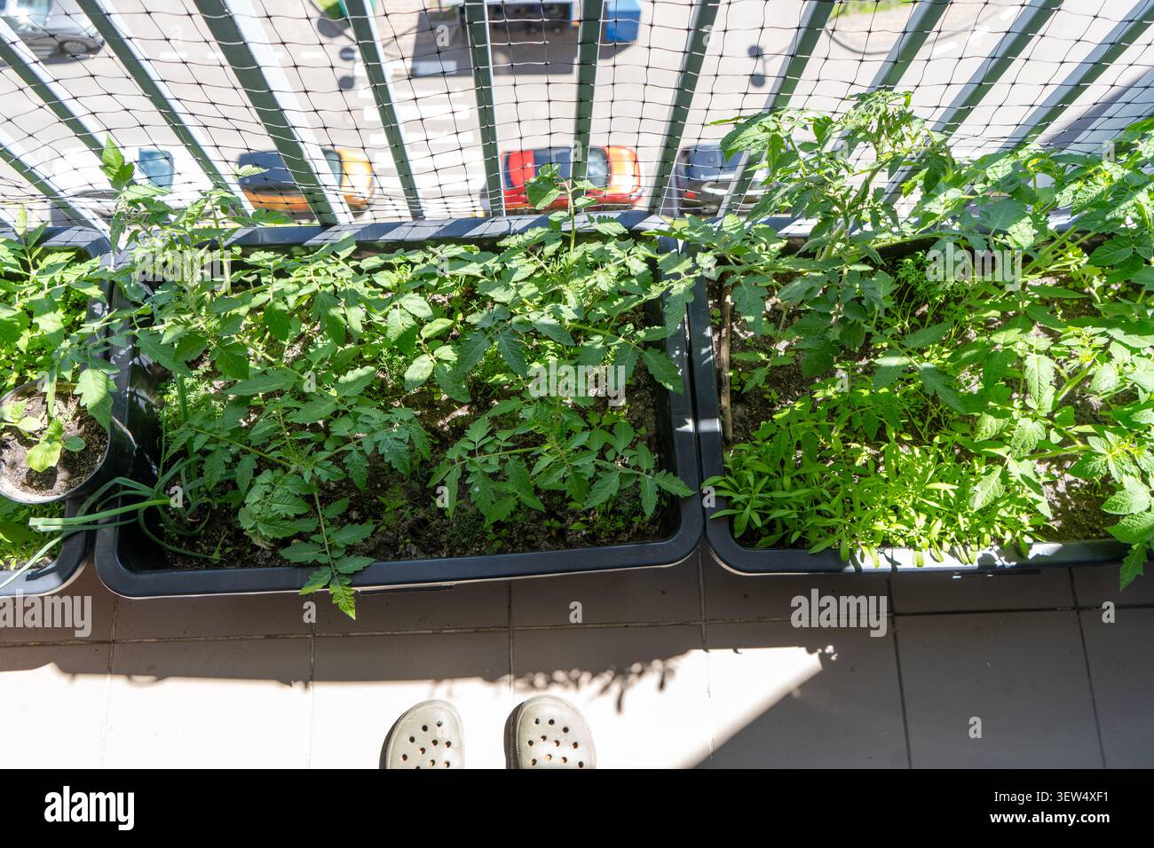 Tomatenpflanzen wachsen in Töpfen im Balkon-Garten der Wohnung. Hobbyhauspflanzen Stockfoto