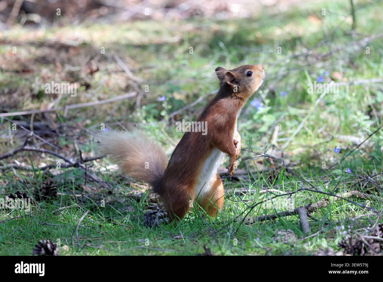 Ein Rotes Eichhörnchen (Sciurus vulgaris), das auf einem Waldboden Nahrung sucht. Stockfoto