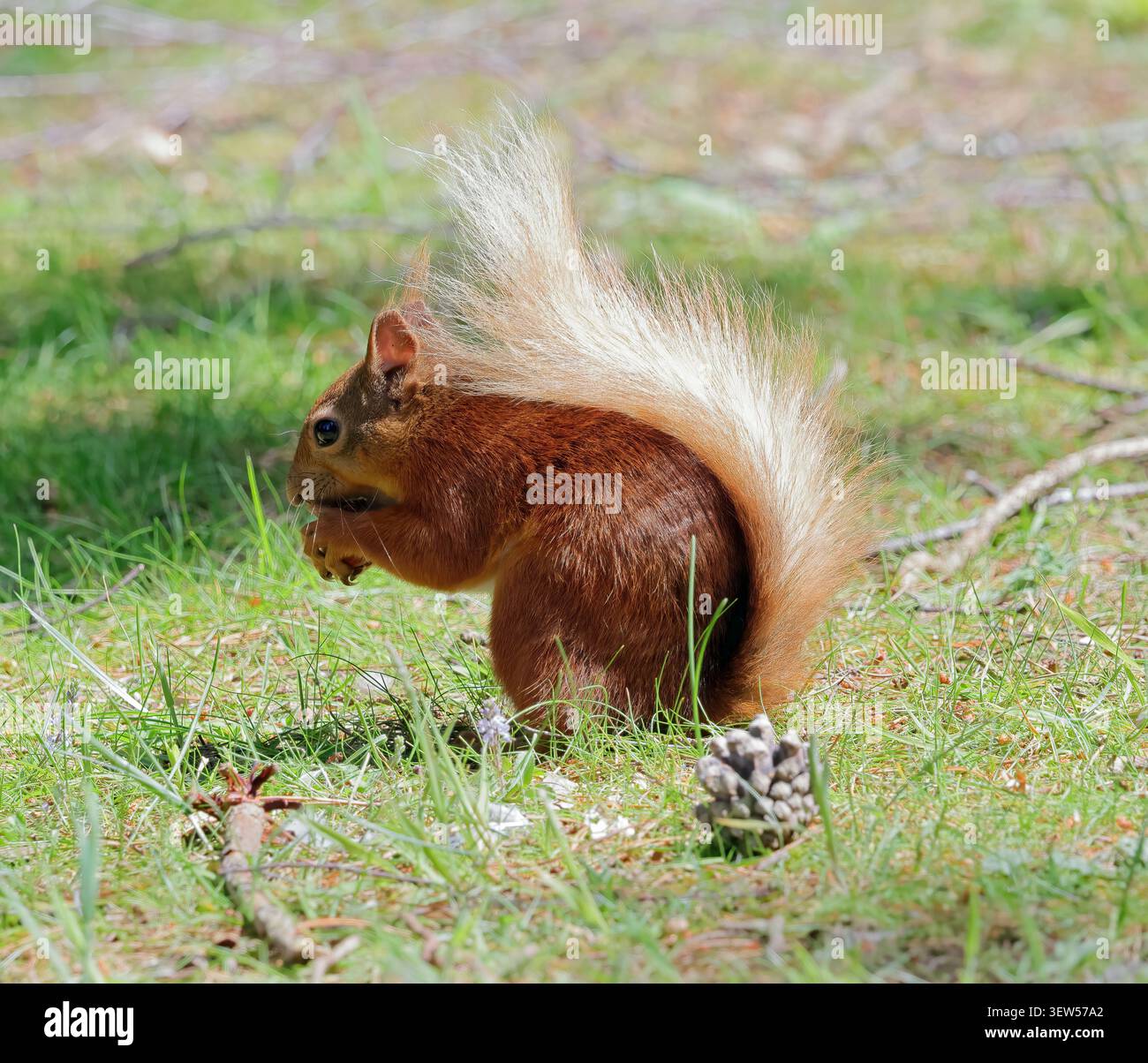 Ein Rotes Eichhörnchen (Sciurus vulgaris), das auf einem Waldboden Nahrung sucht. Stockfoto