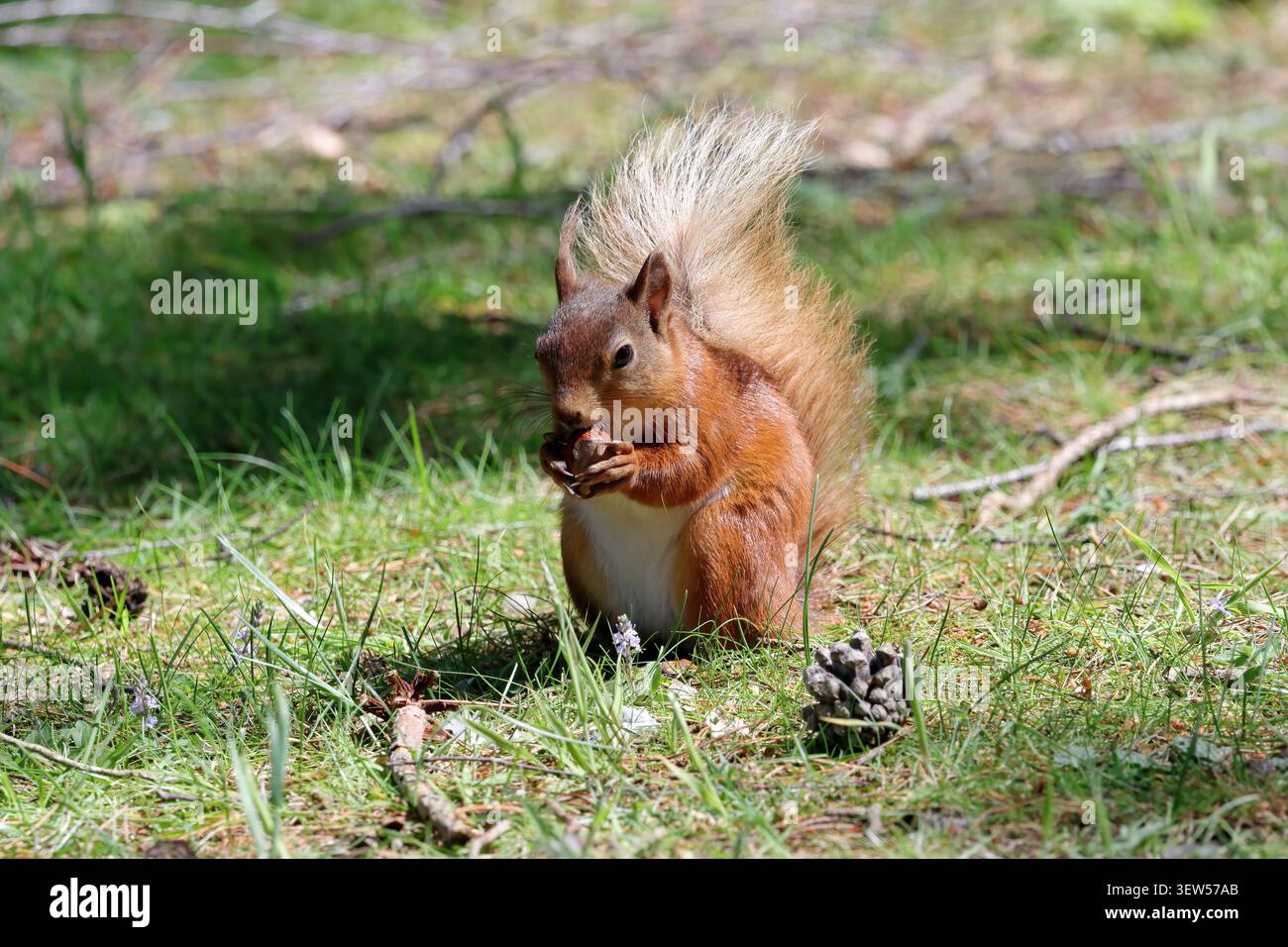 Ein Rotes Eichhörnchen (Sciurus vulgaris), das auf einem Waldboden Nahrung sucht. Stockfoto
