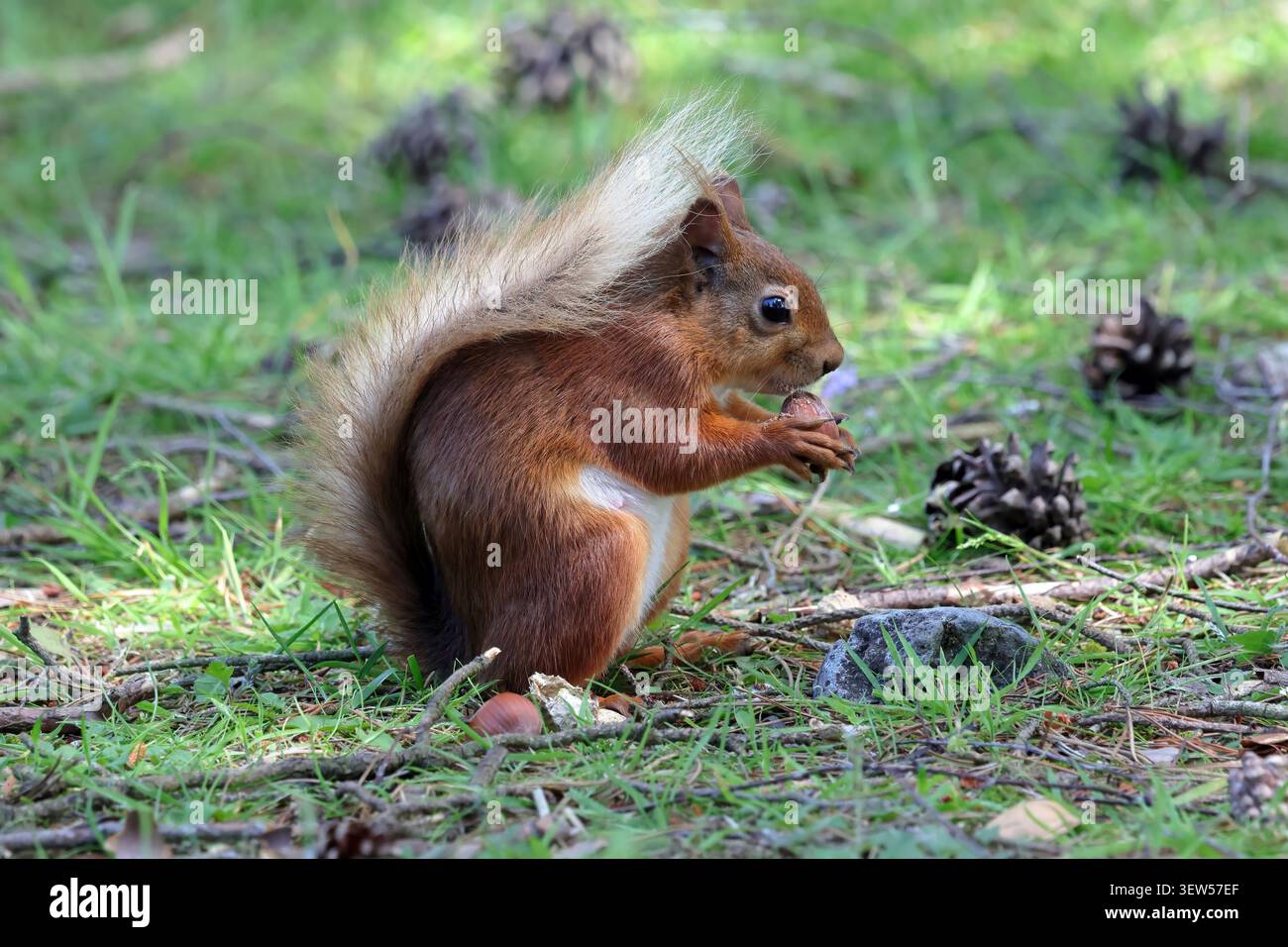 Ein Rotes Eichhörnchen (Sciurus vulgaris), das auf einem Waldboden Nahrung sucht. Stockfoto