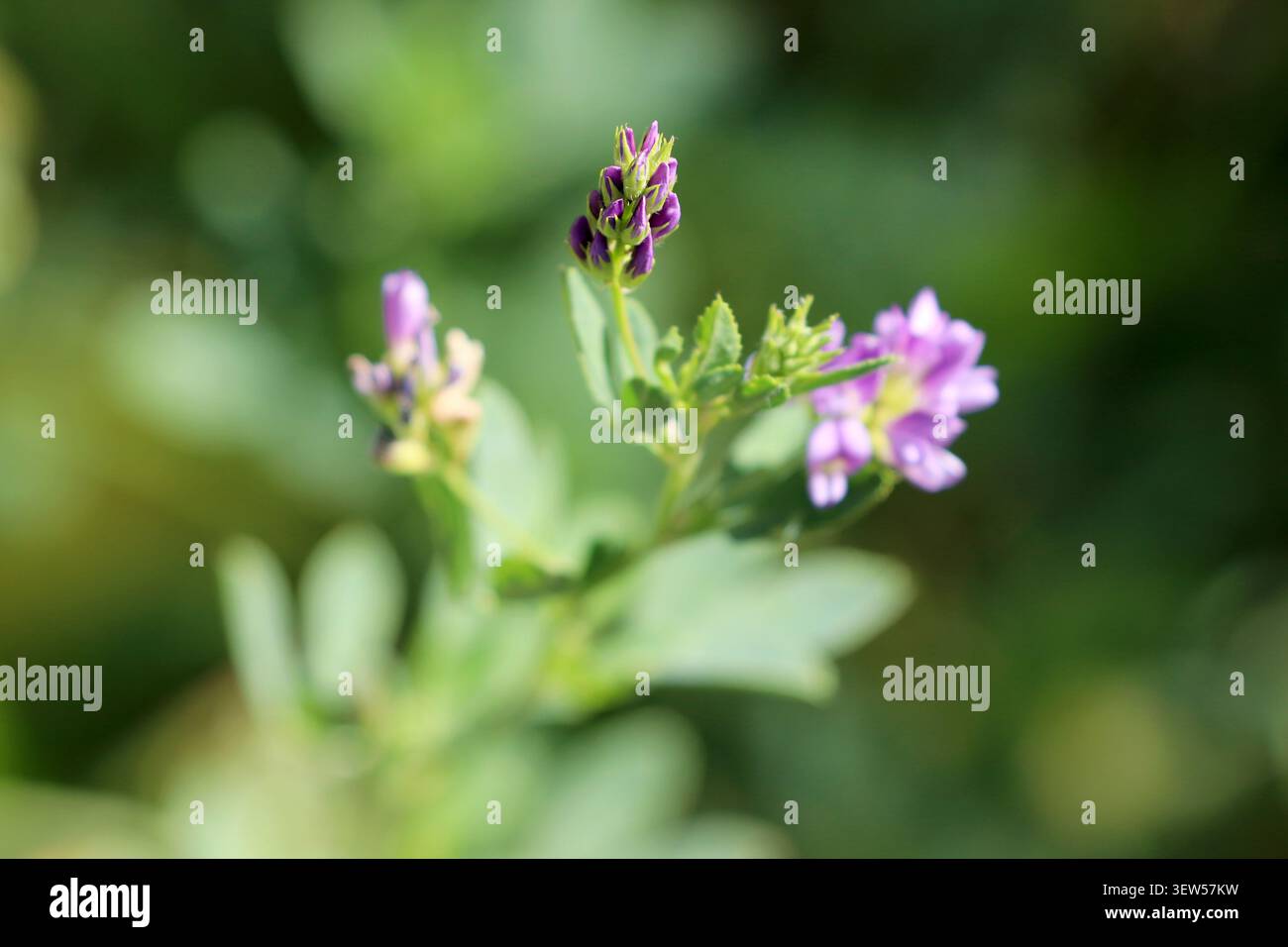 Violette Blüten blühen vor einem grünen üppigen Hintergrund. Stockfoto